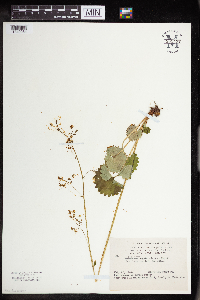 Micranthes odontoloma image