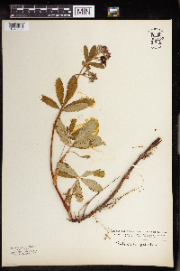 Comarum palustre image