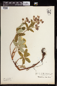 Comarum palustre image