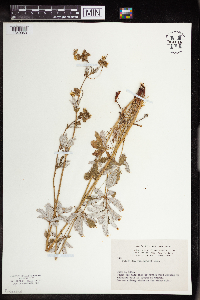 Potentilla pulcherrima image