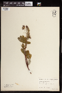 Comarum palustre image