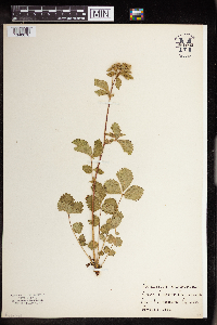 Drymocallis glandulosa image