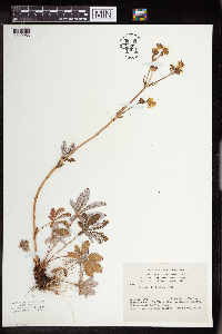 Potentilla pulcherrima image