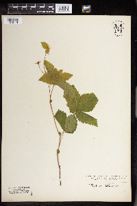 Rubus pubescens image