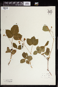 Rubus pubescens image