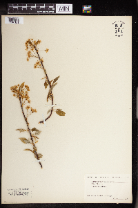 Prunus pensylvanica image