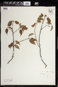 Prunus pensylvanica image