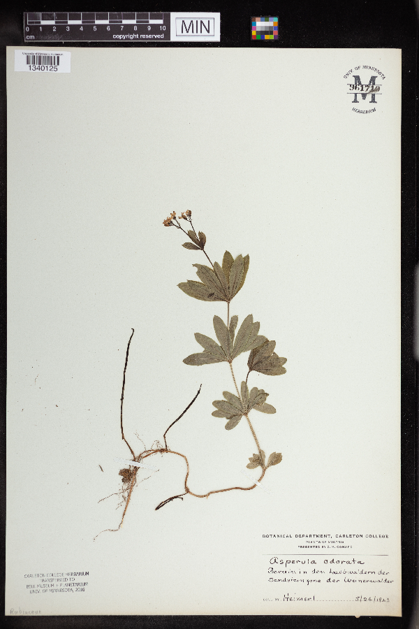 Asperula odorata image