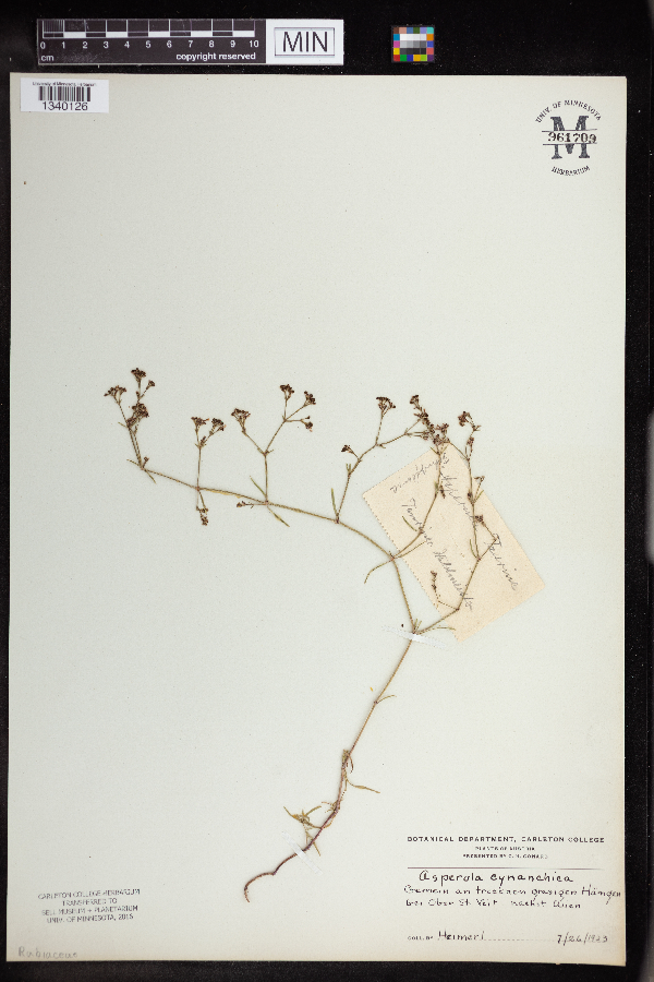 Asperula cynanchica image