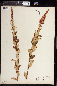 Spiraea tomentosa image