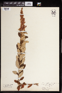 Spiraea tomentosa image