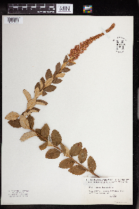 Spiraea tomentosa image