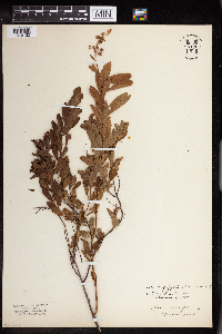 Image Associated With the Occurrence