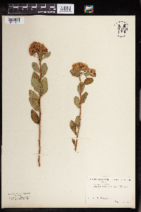Spiraea lucida image