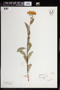 Spiraea lucida image