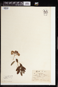 Sorbus aucuparia image