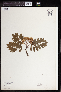 Sorbus americana image