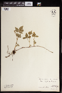Rubus pubescens image