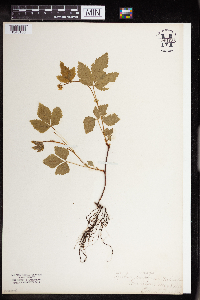 Rubus pubescens image