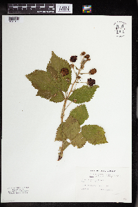 Rubus allegheniensis image