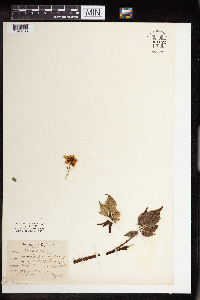 Rubus allegheniensis image