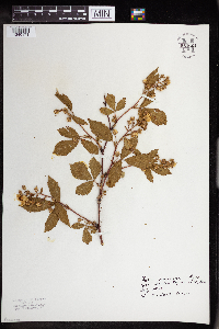 Rubus allegheniensis image