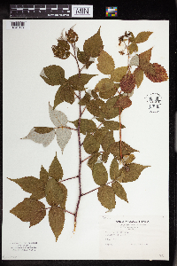 Rubus idaeus image
