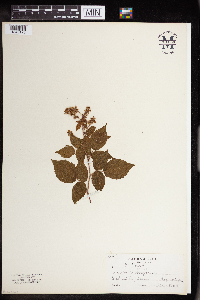 Rubus idaeus image