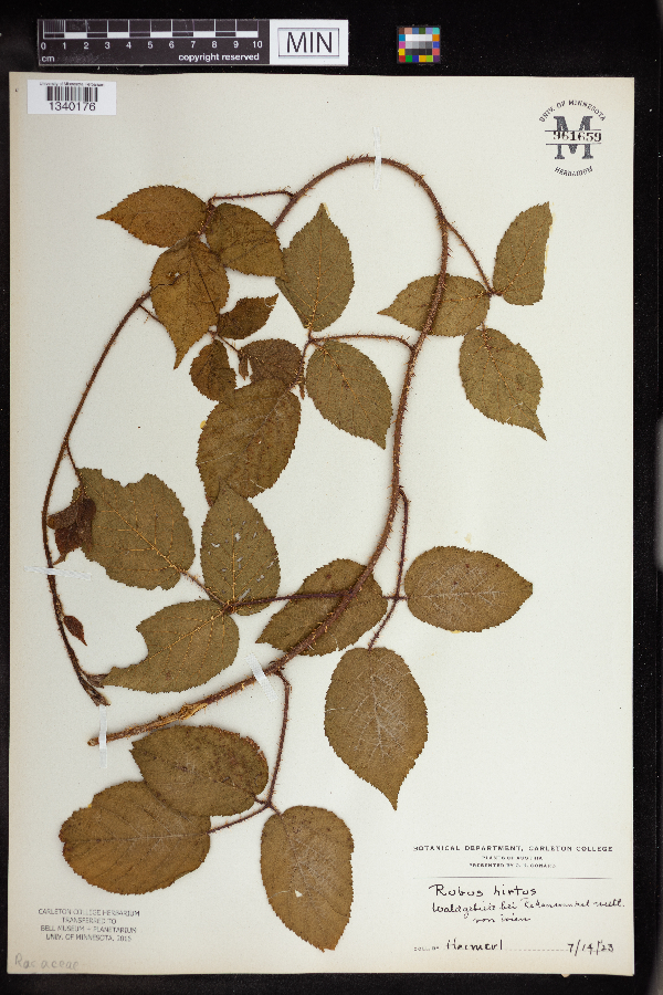 Rubus hirtus image