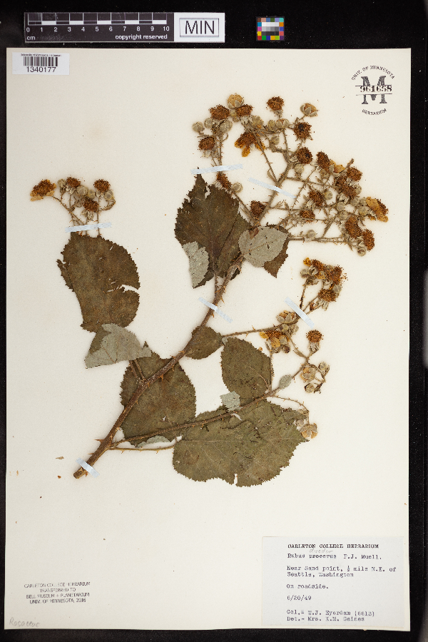 Rubus armeniacus image