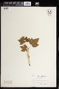 Rubus pubescens image