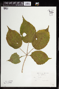 Rubus allegheniensis image