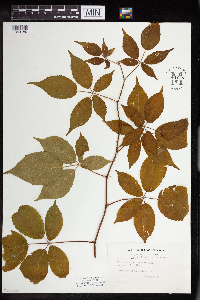 Rubus allegheniensis image
