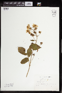 Rubus allegheniensis image