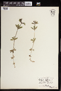 Galium triflorum image