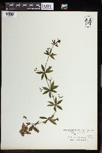 Galium triflorum image