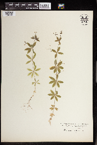 Galium triflorum image