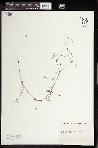 Galium trifidum image