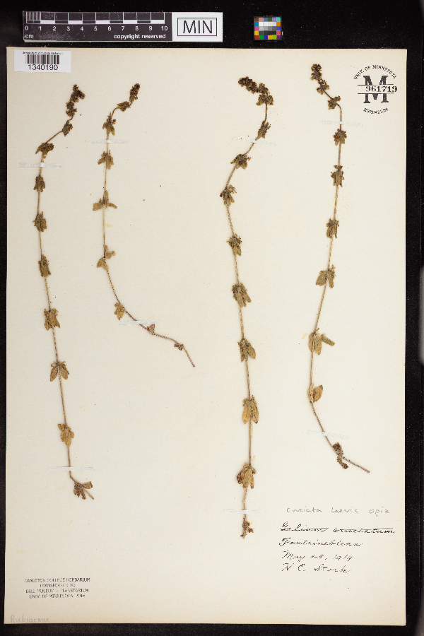 Cruciata image