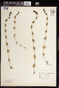 Image of Cruciata laevipes