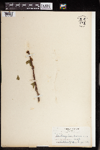 Zanthoxylum americanum image
