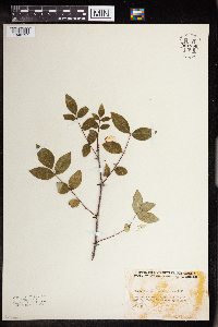 Zanthoxylum americanum image