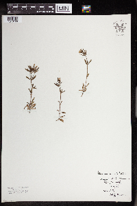 Houstonia longifolia image