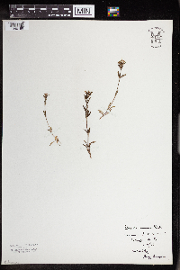 Houstonia longifolia image
