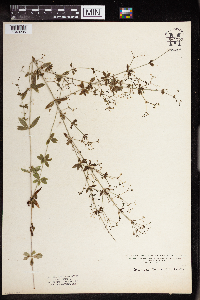 Galium triflorum image