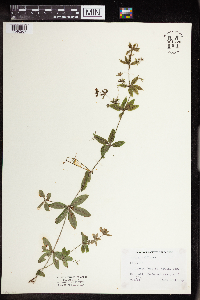 Galium triflorum image