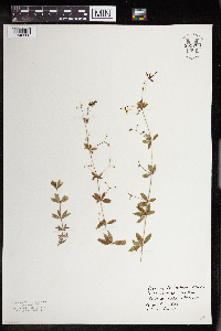 Galium triflorum image