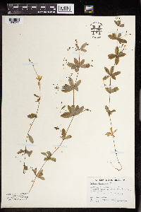 Galium triflorum image