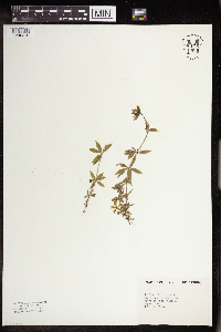 Galium triflorum image