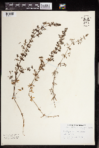 Galium trifidum image